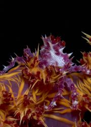 Soft Coral Crab taken on a night dive on the wreck of the... by Jane Morgan 